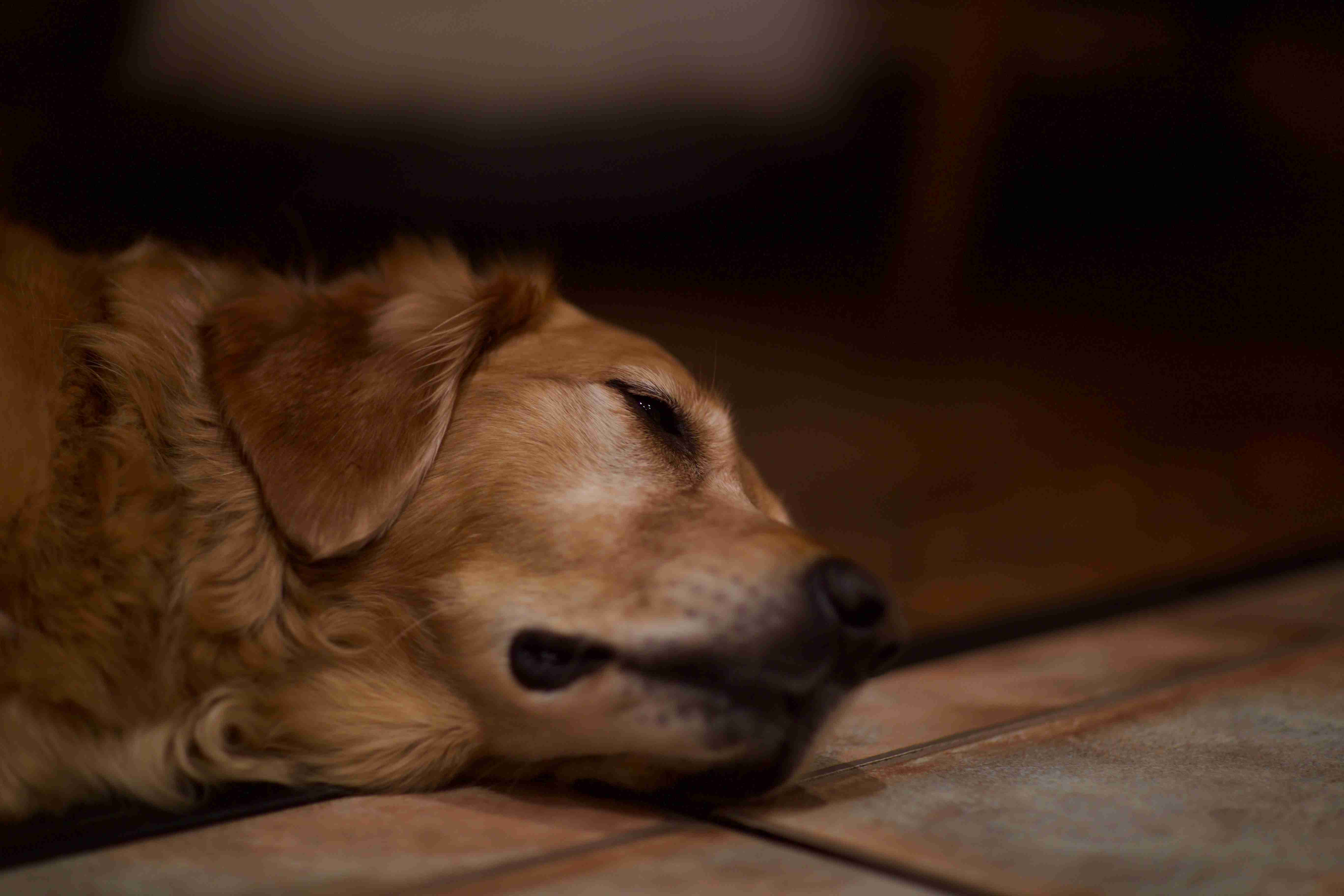 How can I prevent my golden retriever from developing ear infections?